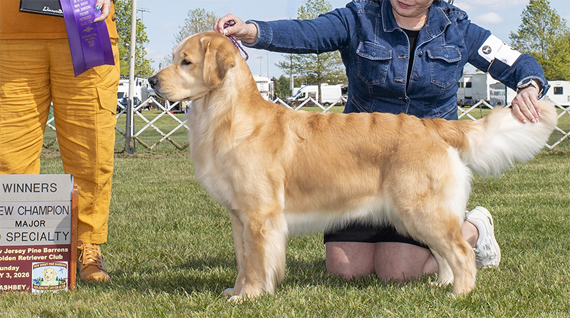 sea glass goldens kate best of breed